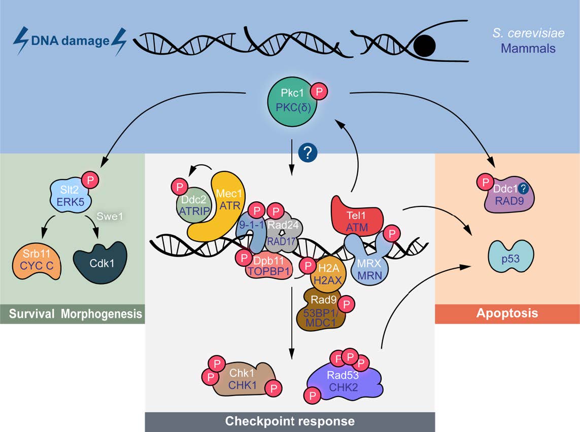 Esquema completo PKCd